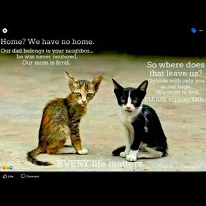 So many unwanted unloved kittens left to starve!